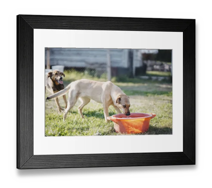 Framed Print : A dog drinks from a red basin while another looks on in a yard
