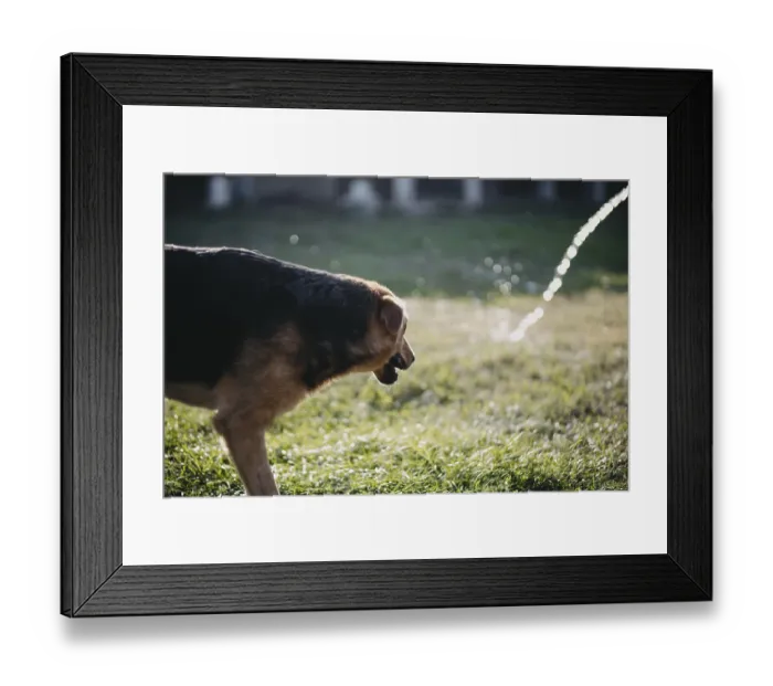 Framed Print : A dog is near a sparkling water spray in a sunlit yard Framed Print : A dog is near a sparkling water spray in a sunlit yard