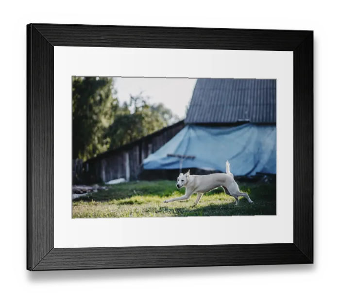 Framed Print : White dog running across a grassy area with a rustic barn and trees behind