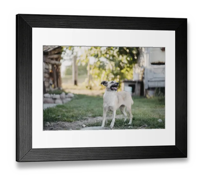 Framed Print : A dog standing in a yard looking attentive Framed Print : A dog standing in a yard looking attentive