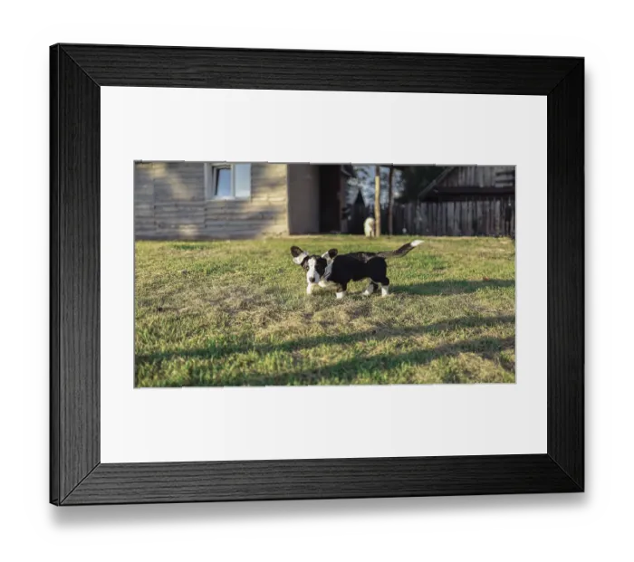 Framed Print : Dog holds a ball in its mouth in a grassy yard