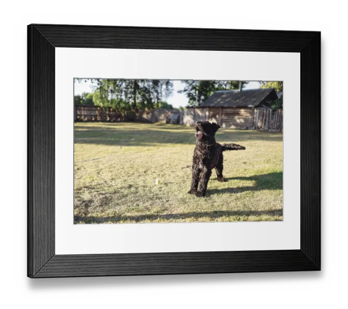 Framed Print : The black dog eagerly waits in the sunny yard