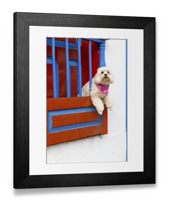 Framed Print : Dog looking out of the window, colourful Paisa-style houses Framed Print : Dog looking out of the window, colourful Paisa-style houses