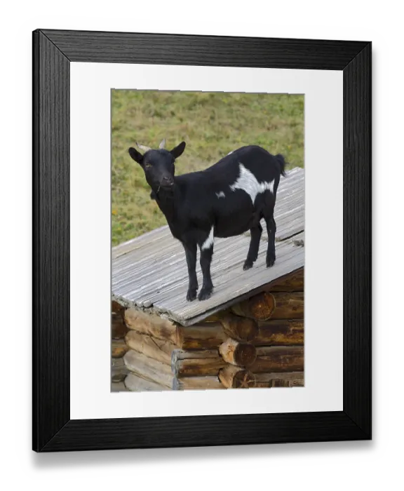 Framed Print : Domestic goat standing on a barn roof