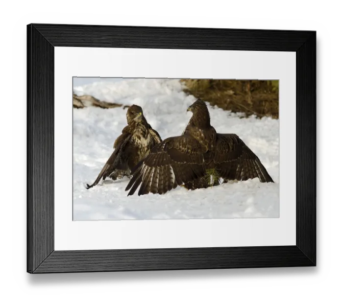 Framed Print : Two buzzards (Buteo buteo), fighting Framed Print : Two buzzards (Buteo buteo), fighting