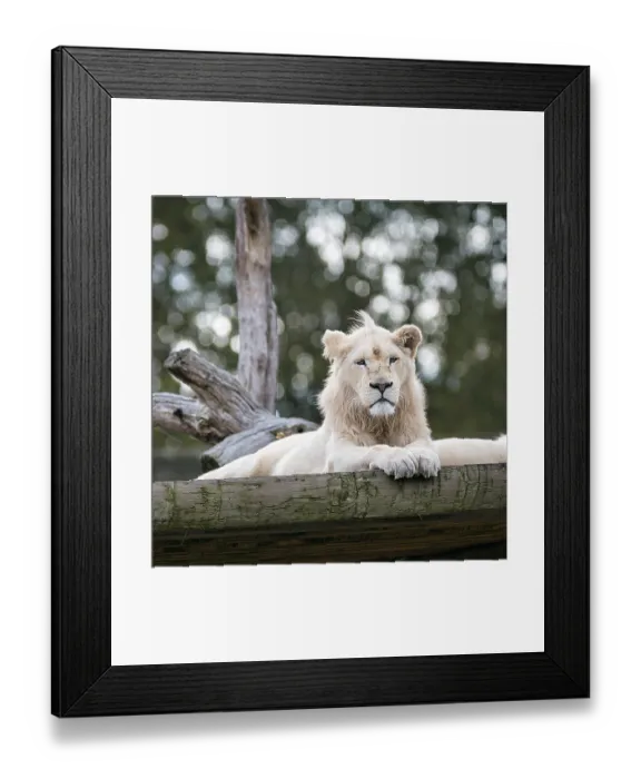 Framed Print : White lion (Panthera leo), male