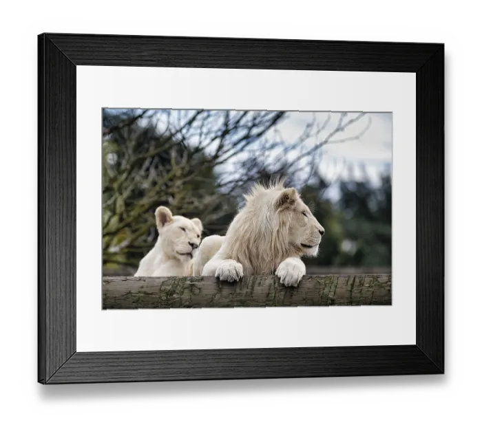 Framed Print : White lions (Panthera leo), pair