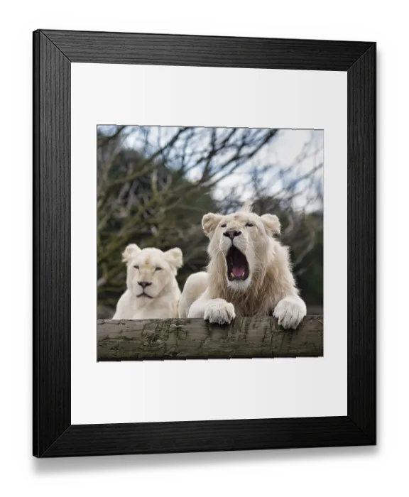 Framed Print : White lions (Panthera leo), pair