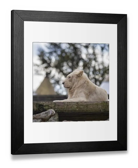 Framed Print : White lion (Panthera leo), male in profile