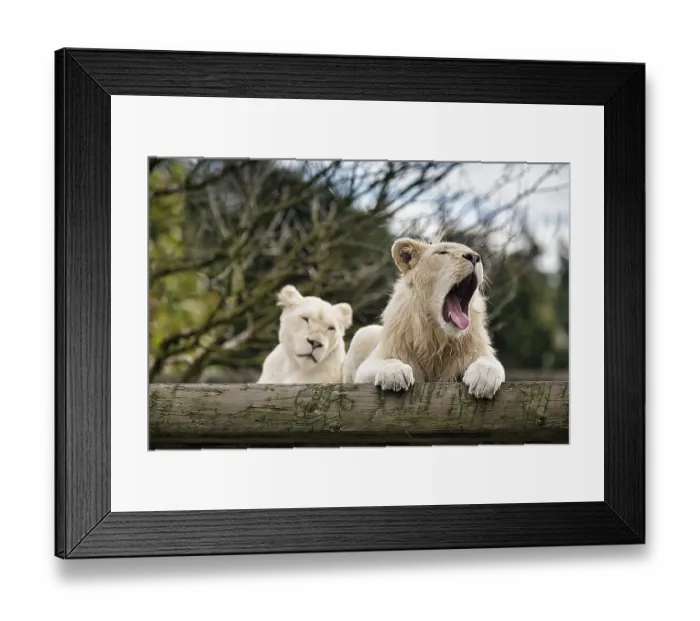 Framed Print : White lions (Panthera leo), pair