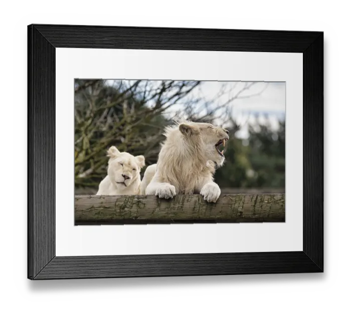 Framed Print : White lions (Panthera leo), pair
