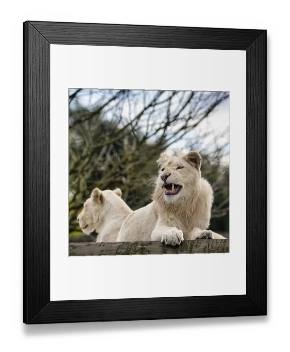 Framed Print : White lions (Panthera leo), pair