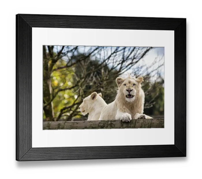Framed Print : White lions (Panthera leo), pair