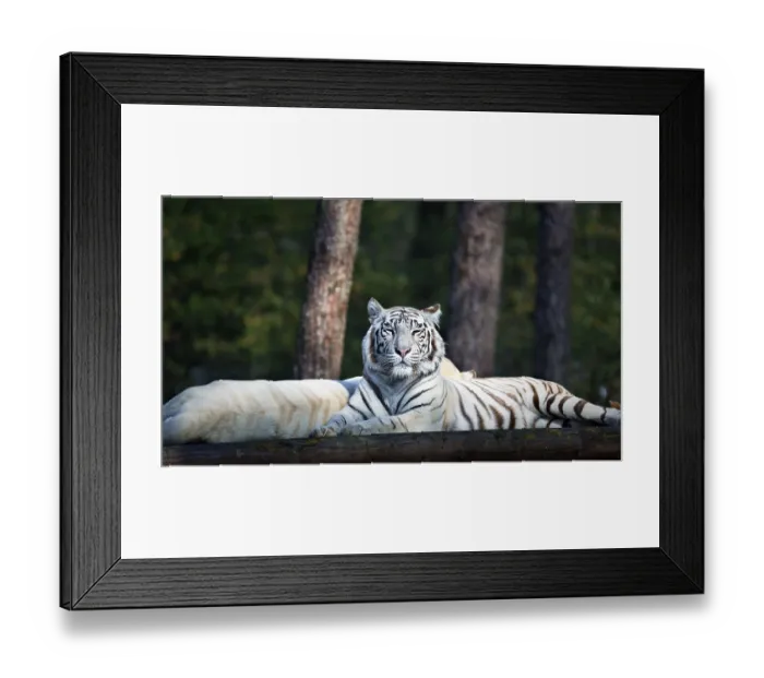 Framed Print : White tiger (Panthera tigris), resting Framed Print : White tiger (Panthera tigris), resting