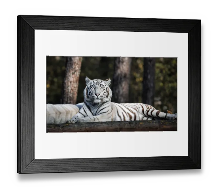 Framed Print : White tiger (Panthera tigris), resting Framed Print : White tiger (Panthera tigris), resting