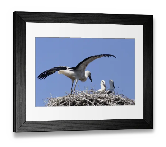 Framed Print : White stork (ciconia ciconia) Framed Print : White stork (ciconia ciconia)