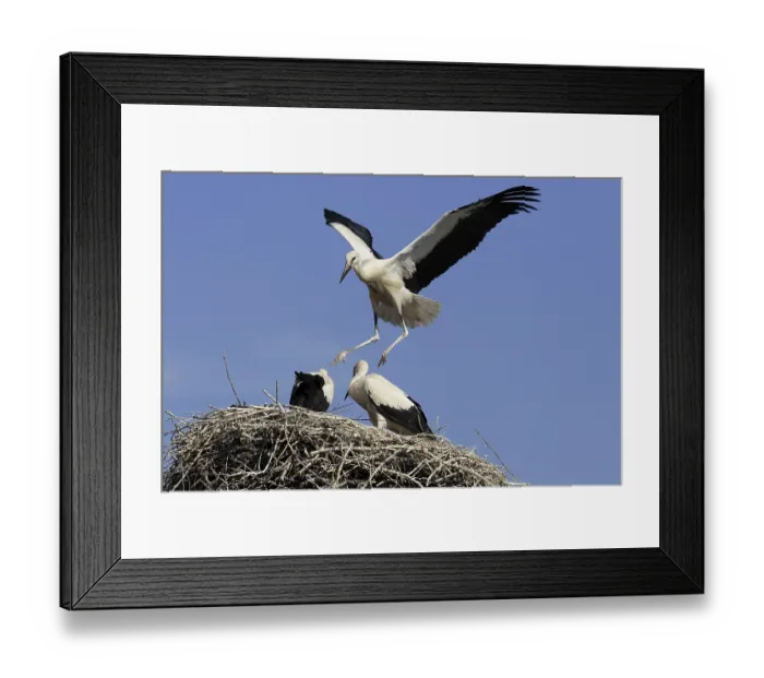 Framed Print : White stork (ciconia ciconia)