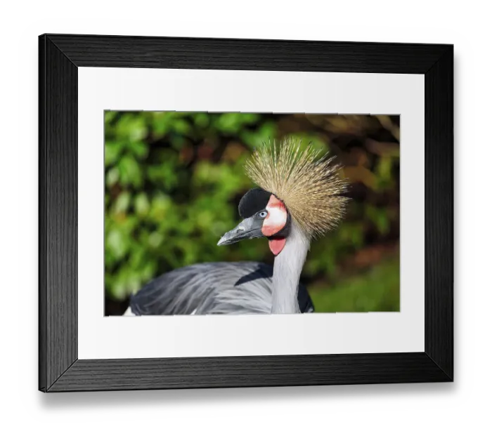 Framed Print : Grey gray crowned-crane (Balearica regulorum) Framed Print : Grey gray crowned-crane (Balearica regulorum)