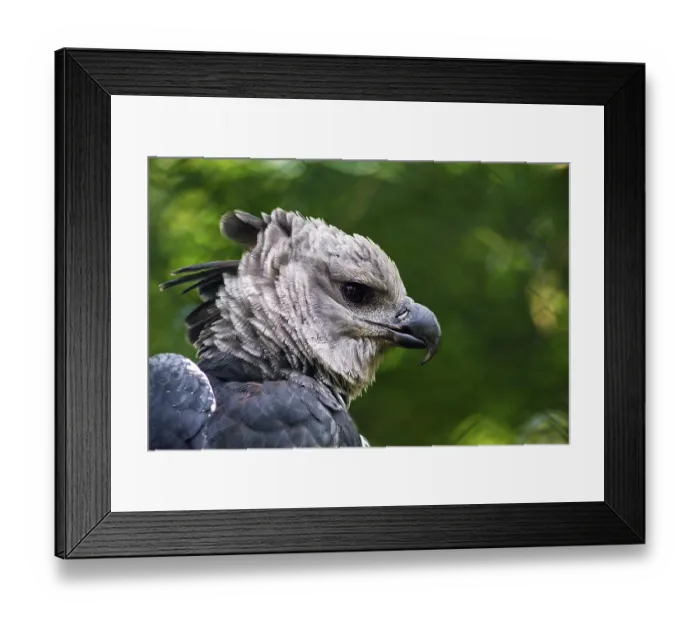 Framed Print : American harpy eagle (Harpia harpyja)