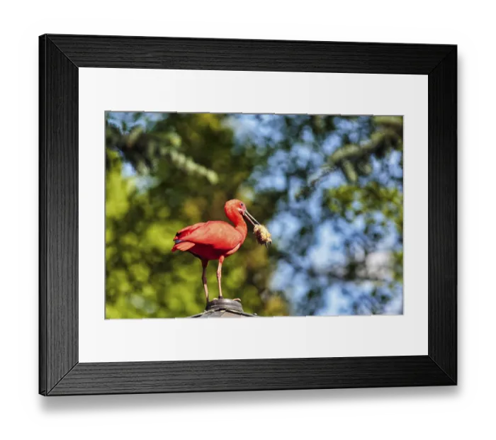 Framed Print : Scarlet ibises (Eudocimus ruber)