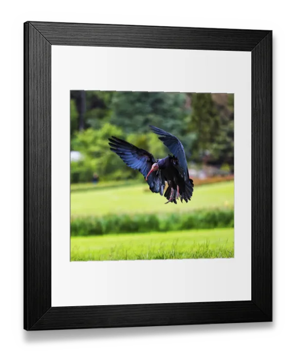 Framed Print : Northern bald ibis (Geronticus eremita) approaching