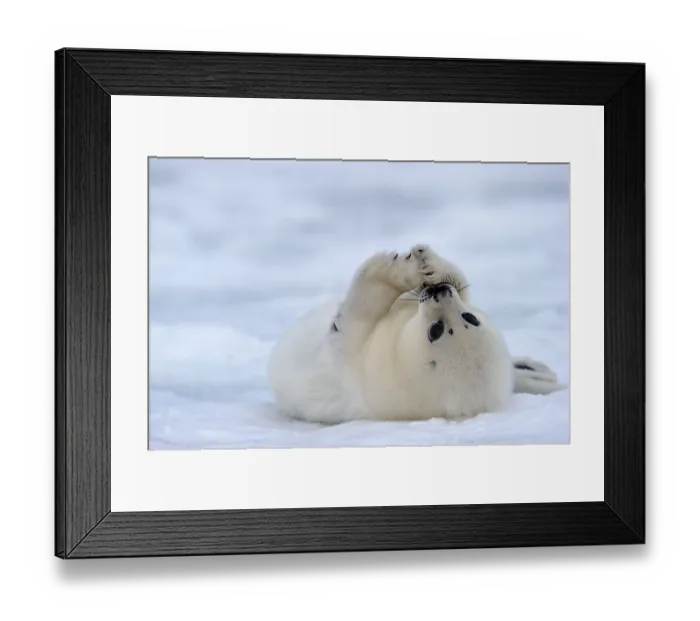Framed Print : Harp Seal (Pagophilus groenlandicus) young