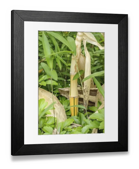 Framed Print : Vivax flat bamboo (Phyllostachys vivax Aureocaulis')