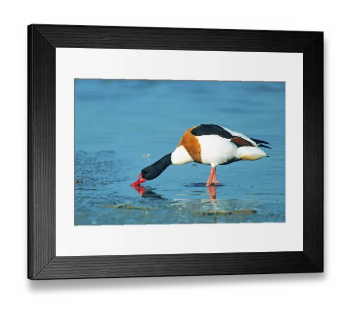 Framed Print : A common shelduck (Tadorna tadorna), St Framed Print : A common shelduck (Tadorna tadorna), St