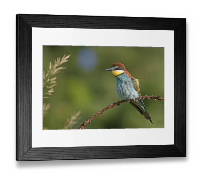 Framed Print : Bee-eater, (Merops apiaster), individual