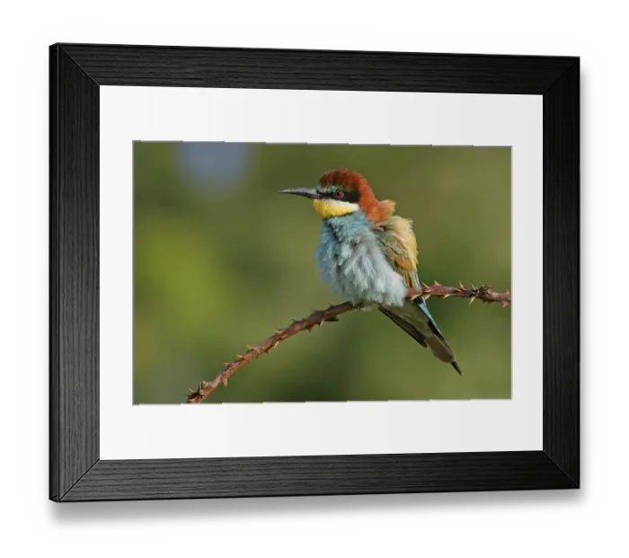 Framed Print : Bee-eater, (Merops apiaster), individual Framed Print : Bee-eater, (Merops apiaster), individual