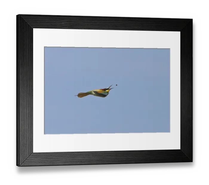Framed Print : Bee-eater, (Merops apiaster), flight photo