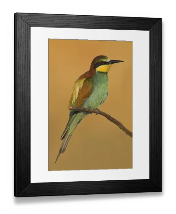 Framed Print : Bee-eater, (Merops apiaster), individual Framed Print : Bee-eater, (Merops apiaster), individual