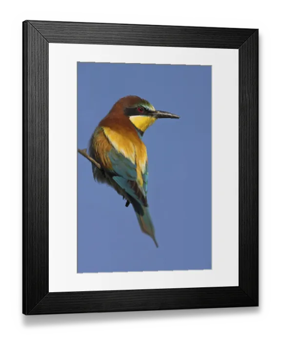 Framed Print : Bee-eater, (Merops apiaster), perch Framed Print : Bee-eater, (Merops apiaster), perch