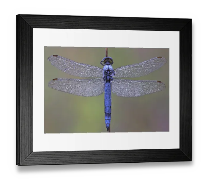 Framed Print : Black-tailed skimmer (Orthetrum cancellatum) Framed Print : Black-tailed skimmer (Orthetrum cancellatum)