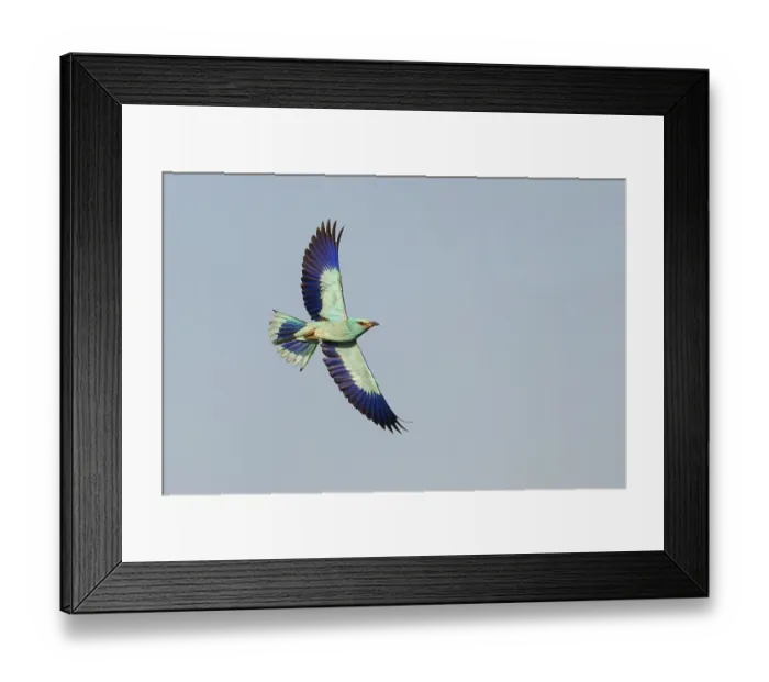 Framed Print : European roller (Coracias garrulus)