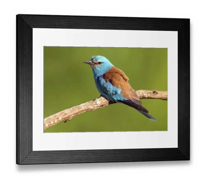 Framed Print : European roller (Coracias garrulus)