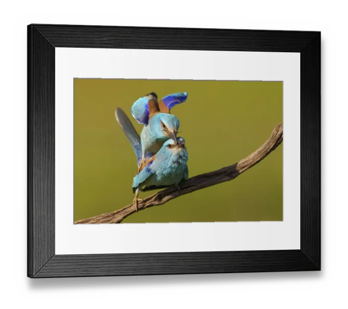 Framed Print : European roller (Coracias garrulus)