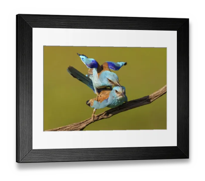 Framed Print : European roller (Coracias garrulus) Framed Print : European roller (Coracias garrulus)