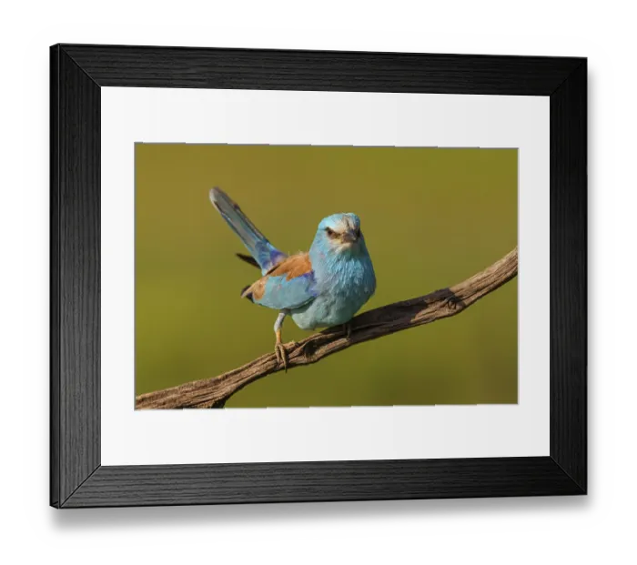 Framed Print : European roller (Coracias garrulus)