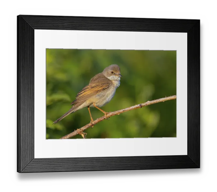 Framed Print : Whitethroat, common whitethroat (Sylvia communis)