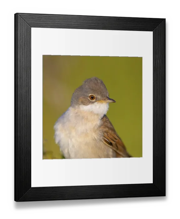 Framed Print : Whitethroat, common whitethroat (Sylvia communis)