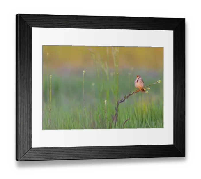 Framed Print : Corn Bunting, Miliaria calandra Framed Print : Corn Bunting, Miliaria calandra