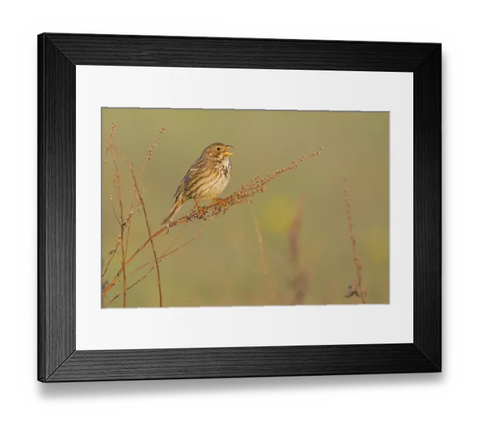 Framed Print : Corn Bunting, Miliaria calandra Framed Print : Corn Bunting, Miliaria calandra