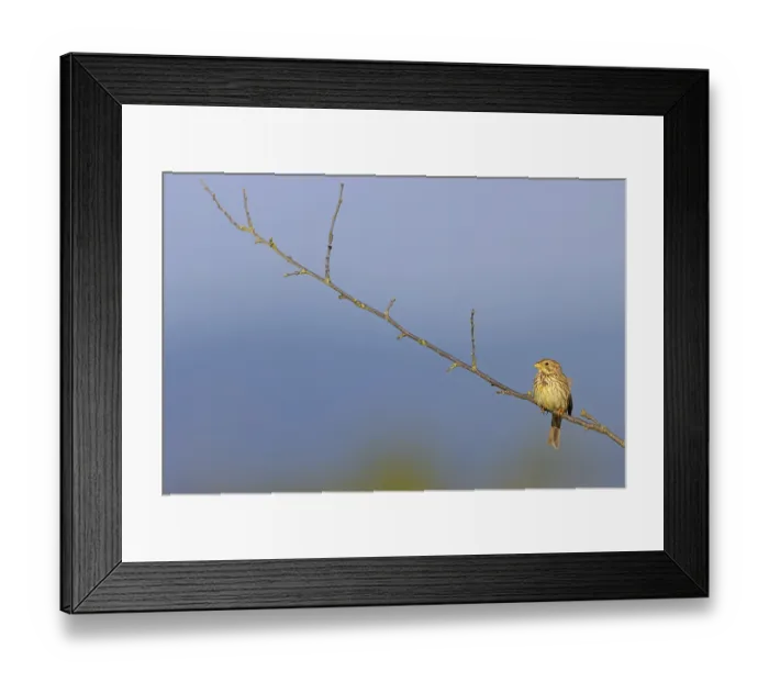 Framed Print : Corn Bunting, Miliaria calandra Framed Print : Corn Bunting, Miliaria calandra