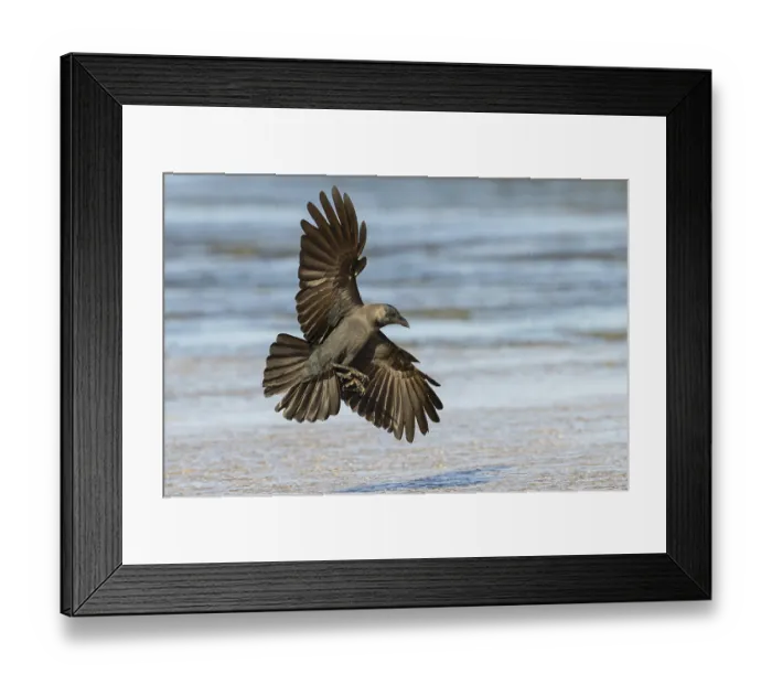 Framed Print : Shining Crow, Indian House Crow