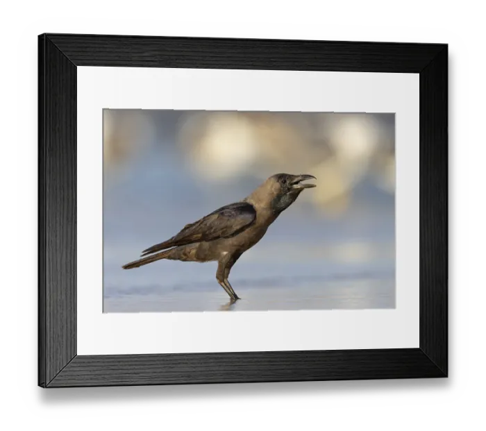 Framed Print : Shining Crow, Indian House Crow
