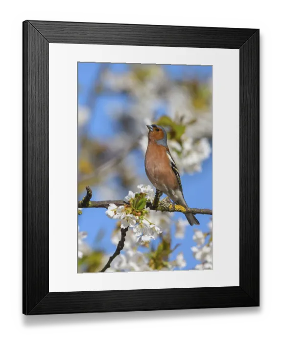 Framed Print : Common chaffinch (Fringilla coelebs)