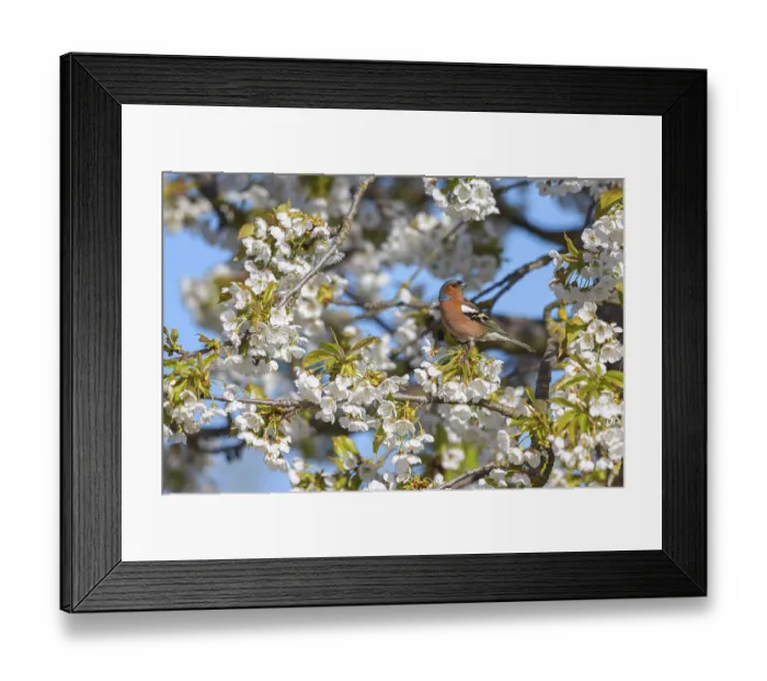 Framed Print : Common chaffinch (Fringilla coelebs) Framed Print : Common chaffinch (Fringilla coelebs)