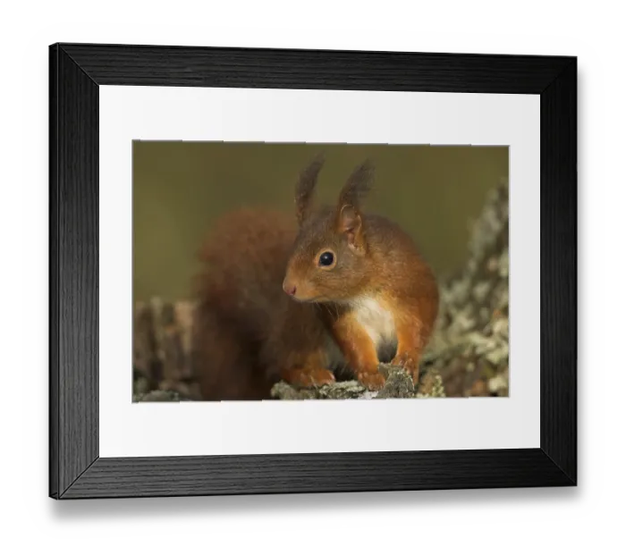 Framed Print : Eurasian red squirrel (Sciurus vulgaris)
