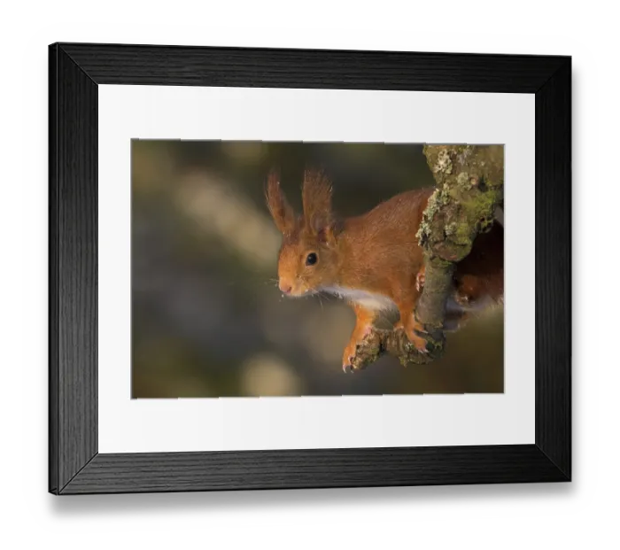 Framed Print : Eurasian red squirrel (Sciurus vulgaris) Framed Print : Eurasian red squirrel (Sciurus vulgaris)